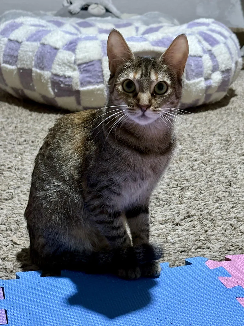 Sally Bonded With Johnny thumbnail 3