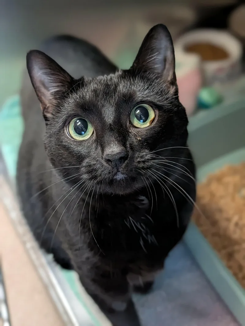 An adult large-sized female Black Domestic Short Hair cat named Begonia for adoption in Chambersburg, PA