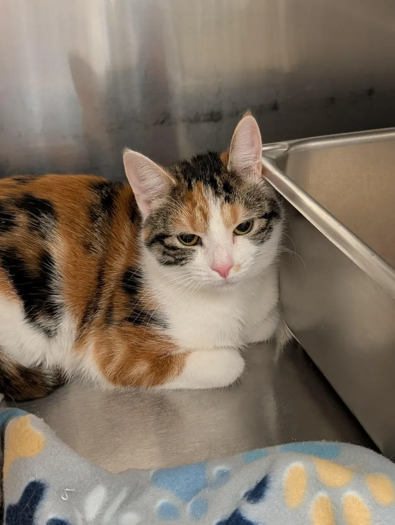 A young medium-sized female Tabby (Gray / Blue / Silver) Domestic Short Hair cat named Aries for adoption in Chambersburg, PA