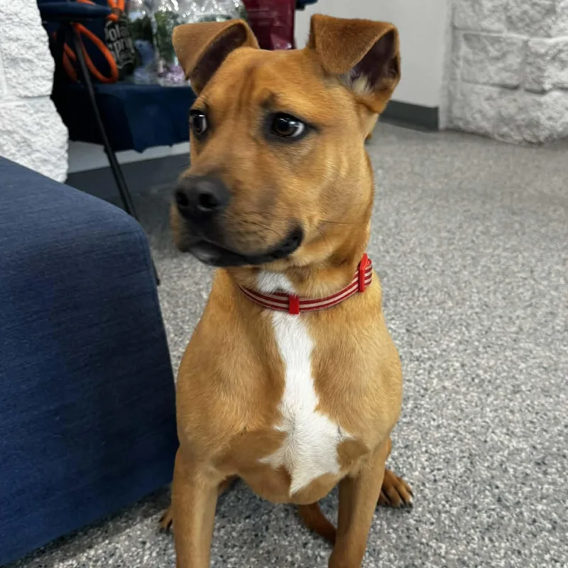 Mulligan thumbnail 2