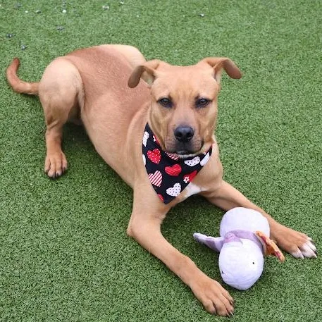 Mulligan thumbnail 3