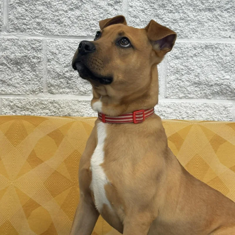 Mulligan thumbnail 4