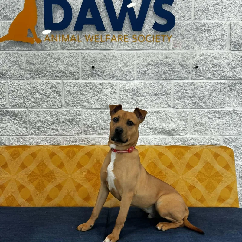 Mulligan thumbnail 5