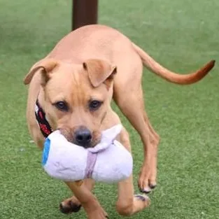 Mulligan thumbnail 6