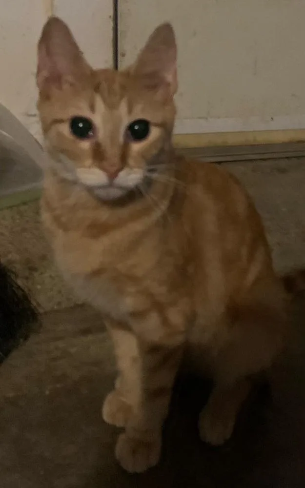 Pancakes Ortiz thumbnail 2