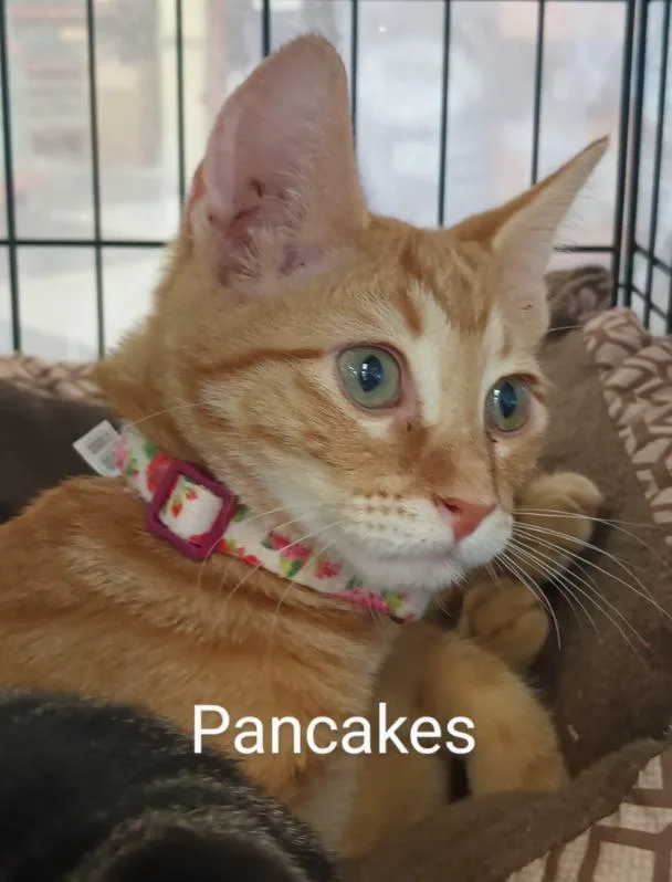 Pancakes Ortiz thumbnail 3