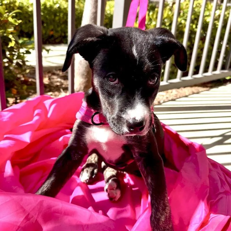 Blackberry thumbnail 2