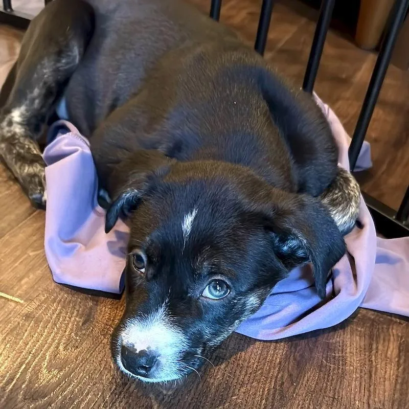 Blackberry thumbnail 3