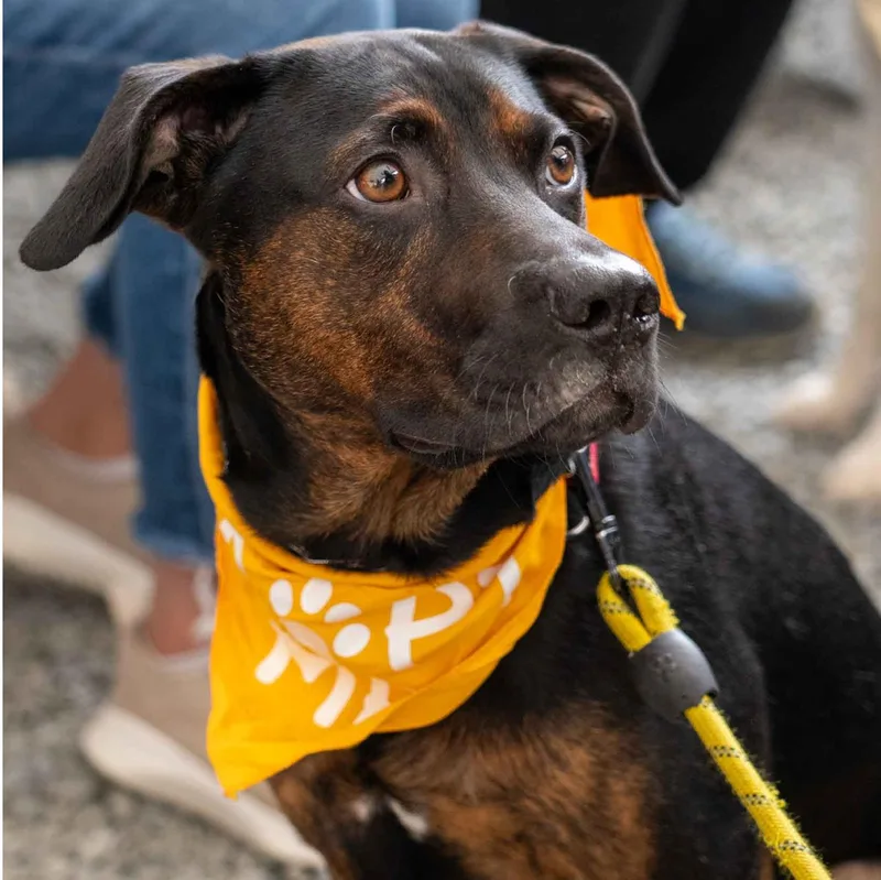 A young large-sized male Hound dog named Alexander for adoption in Bothell, WA