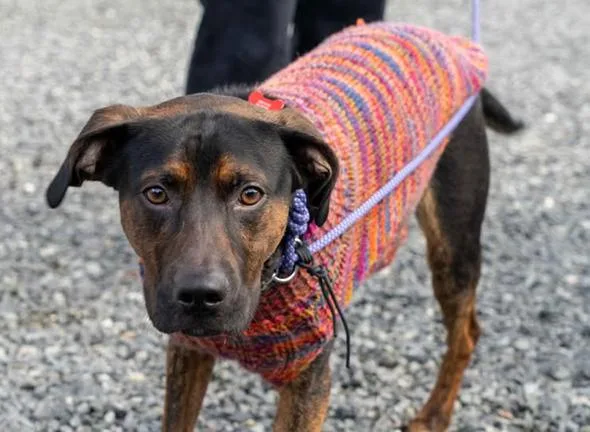 Alexander thumbnail 2