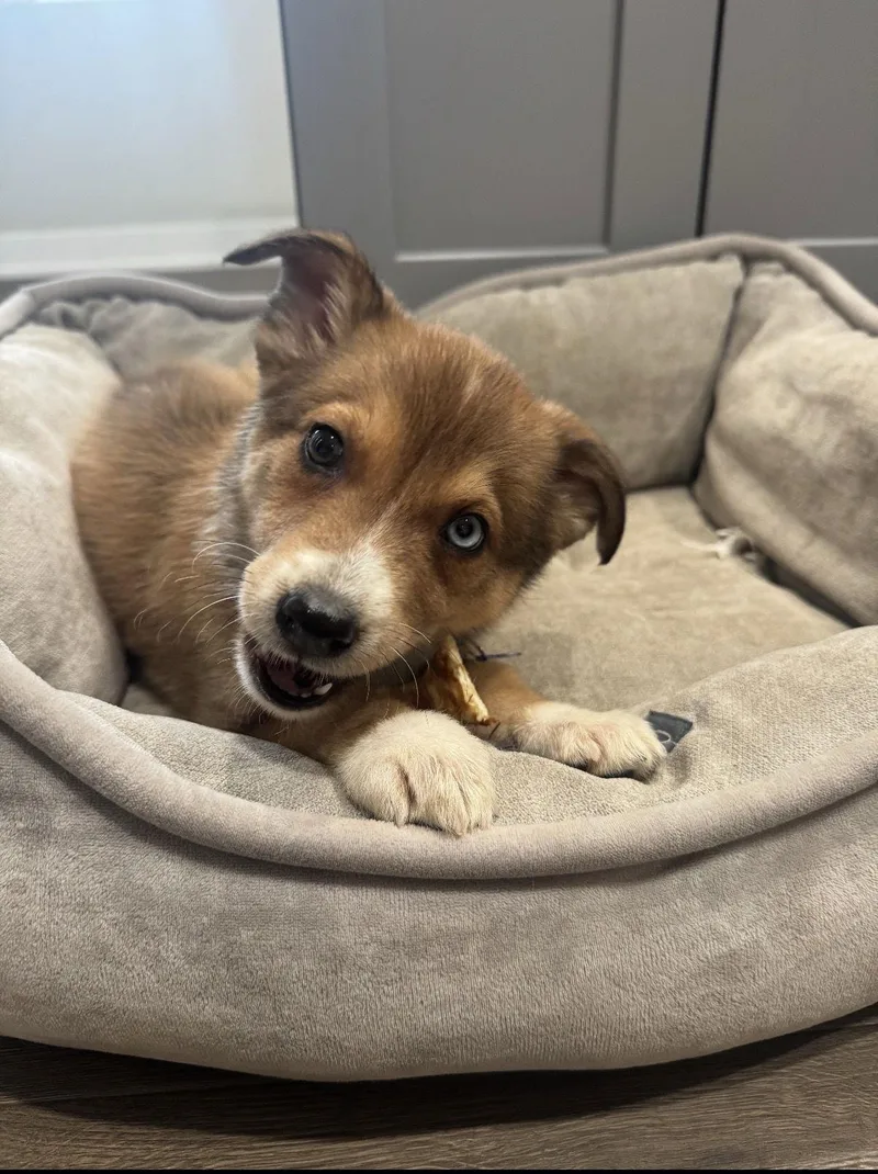 A baby large-sized female German Shepherd Dog dog named Aphrodite for adoption in Bothell, WA