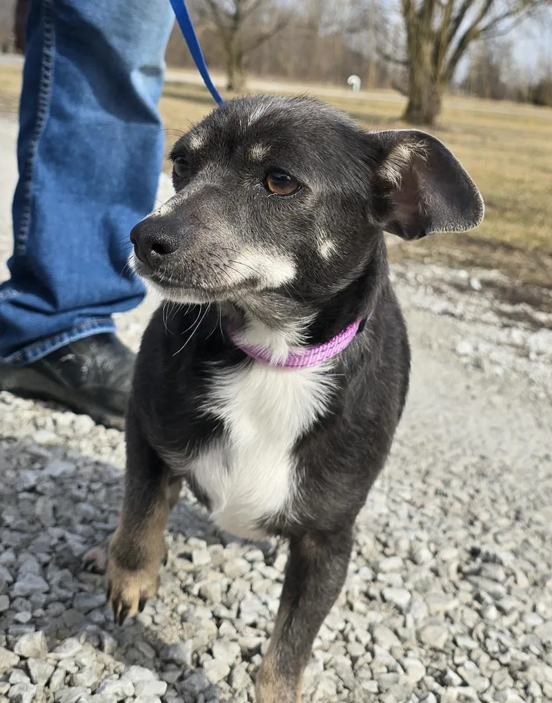 An adult small-sized female Gray / Blue / Silver Chihuahua dog named Athena for adoption in Terre Haute, IN