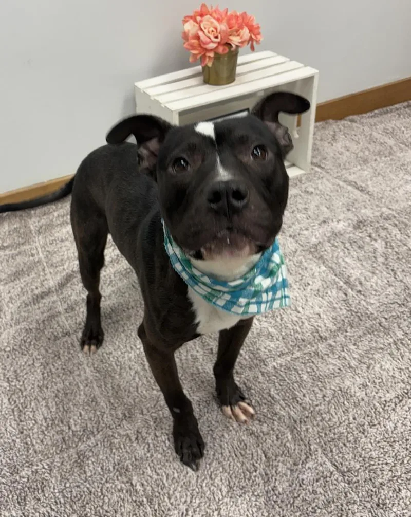 Crushed Ice thumbnail 2