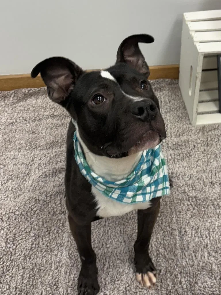 Crushed Ice thumbnail 3