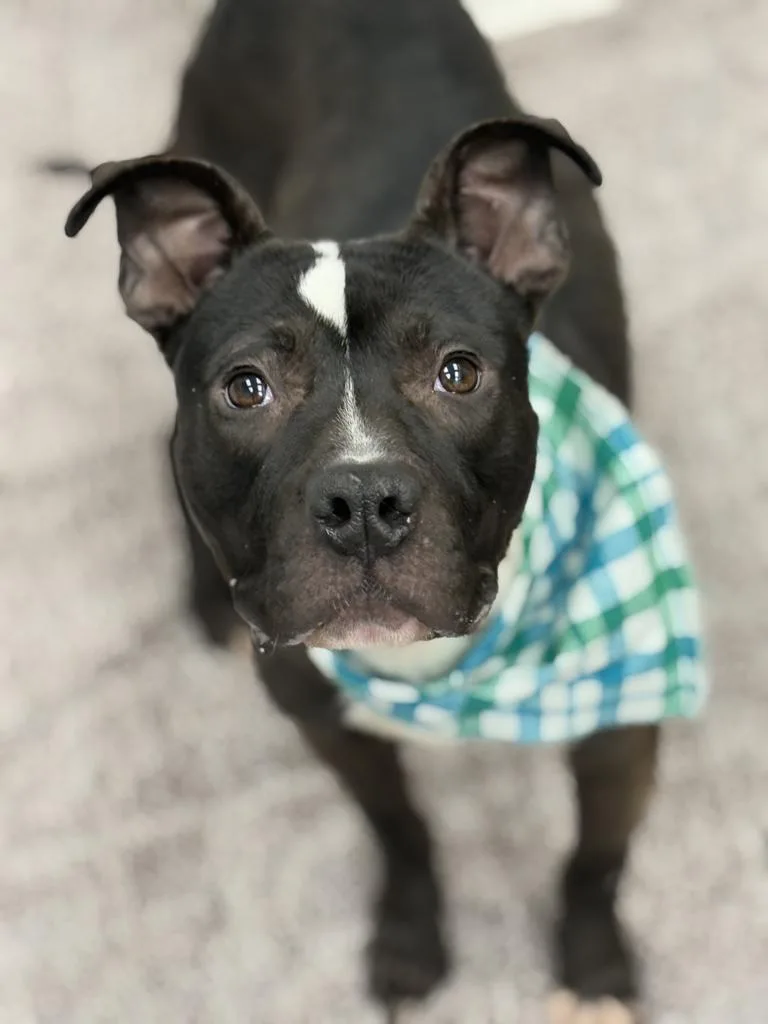 Crushed Ice thumbnail 4