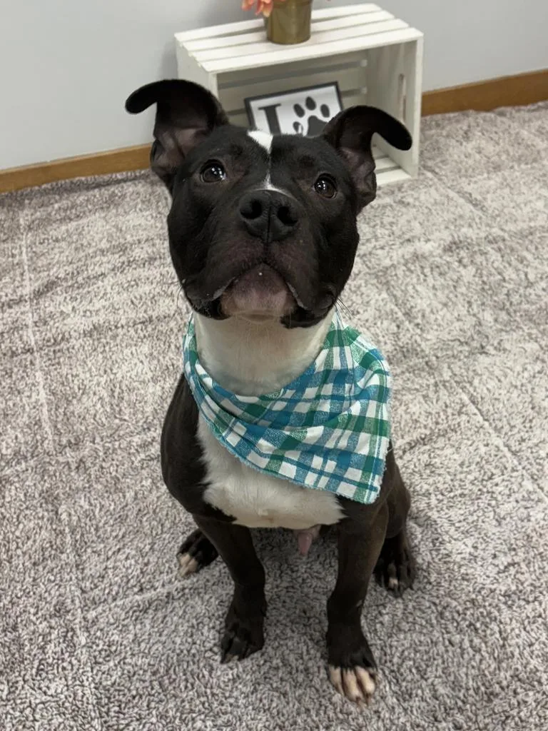 Crushed Ice thumbnail 5