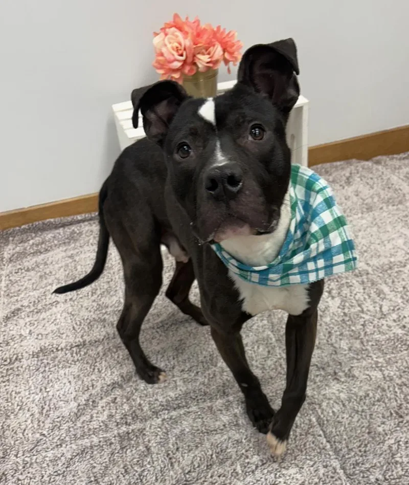 Crushed Ice thumbnail 6