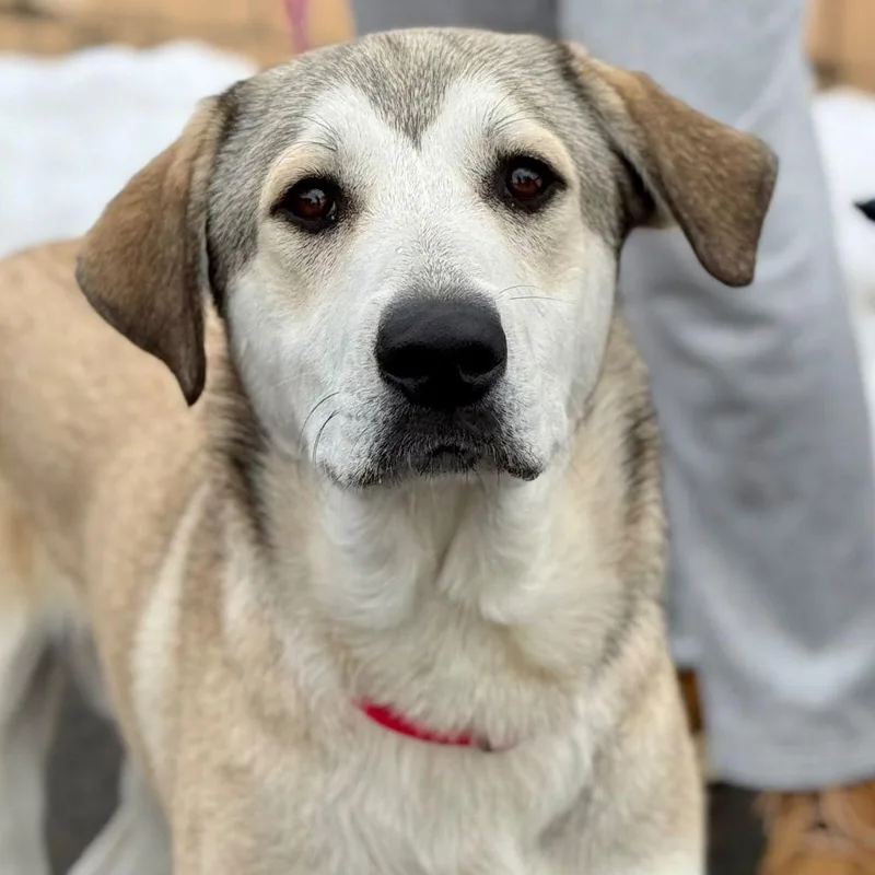 A young large-sized male Anatolian Shepherd dog named Gibby for adoption in Bloomfield, CT
