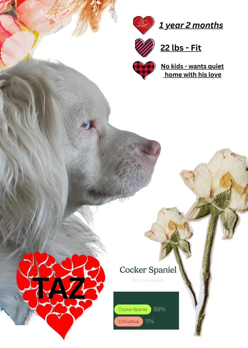 A young small-sized male White / Cream Cocker Spaniel dog named Taz for adoption in Terre Haute, IN