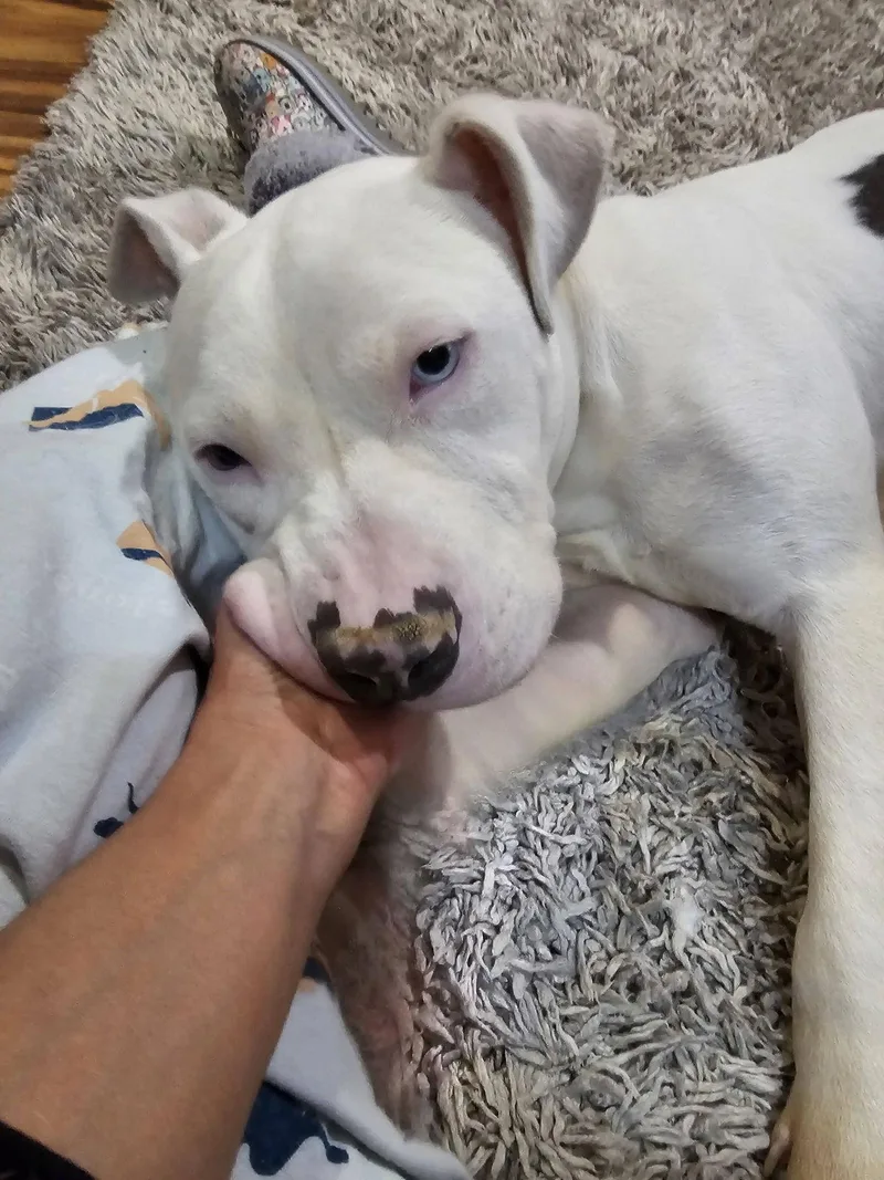 Senor Piggie thumbnail 2