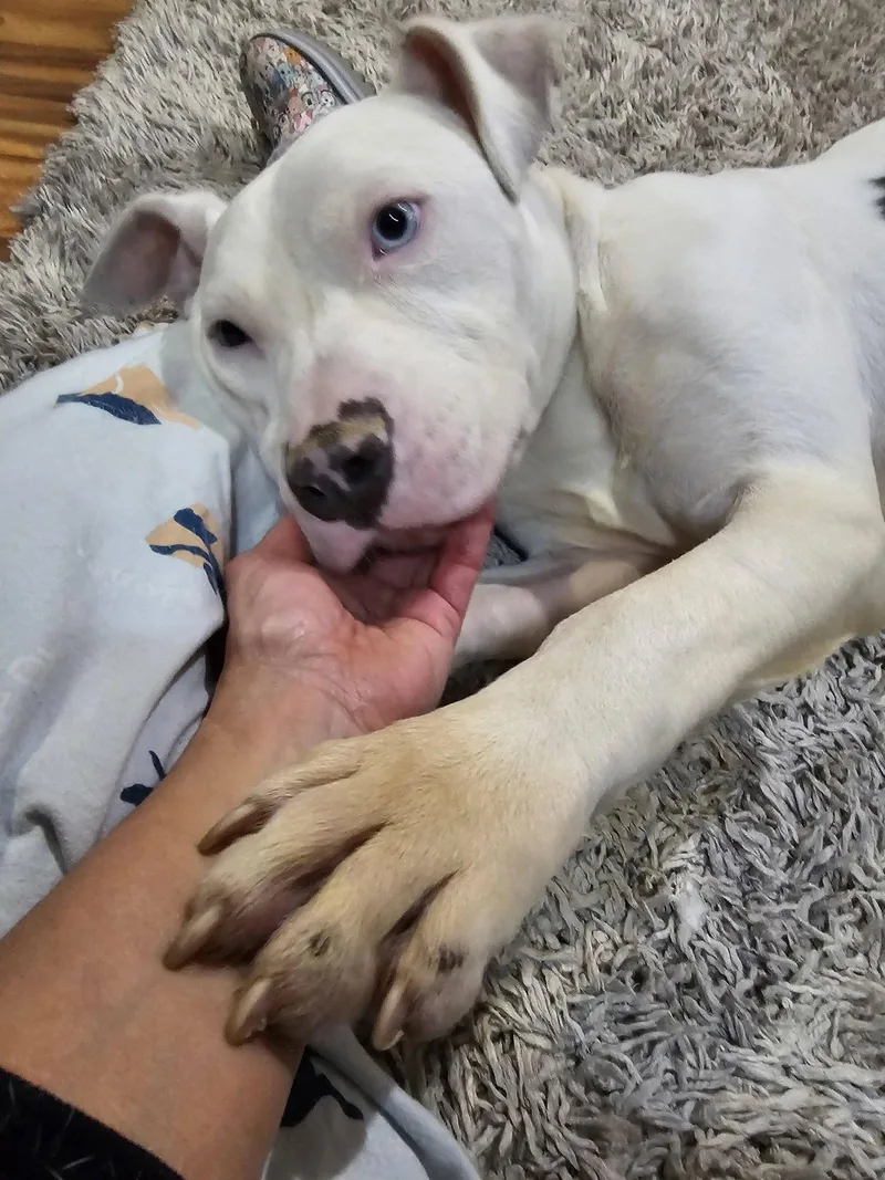 Senor Piggie thumbnail 3