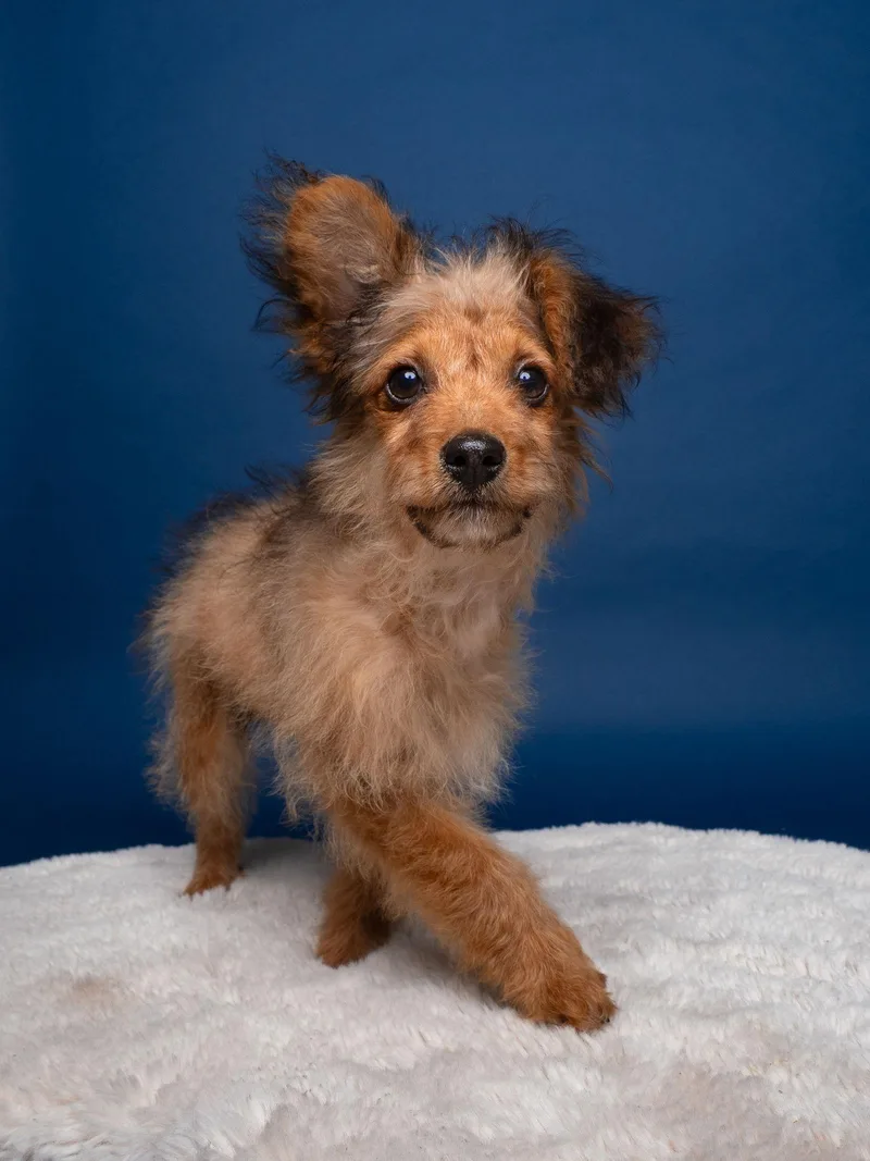 Wishbone thumbnail 2