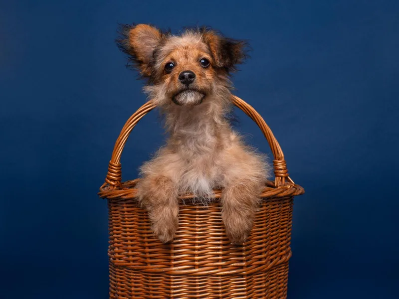 Wishbone thumbnail 3