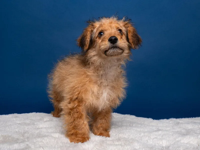 Horseshoe thumbnail 2