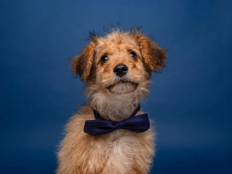 Horseshoe thumbnail 3