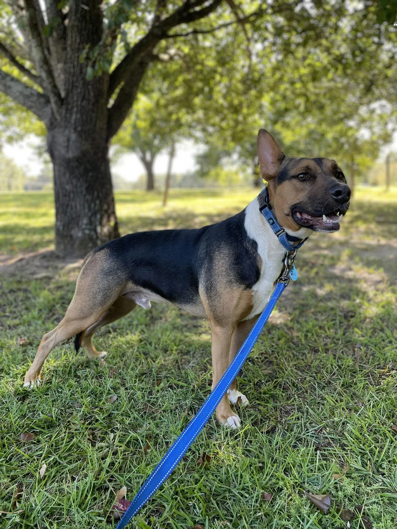 Guns Dixon thumbnail 2