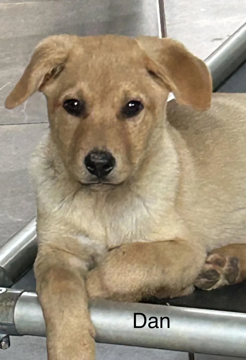 Dan Lonestar thumbnail 2