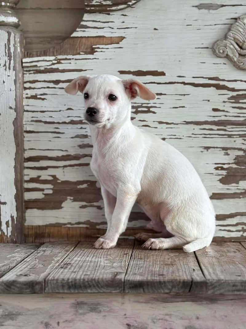 A baby small-sized male Chihuahua dog named Perry Rogers for adoption in Rockaway, NJ
