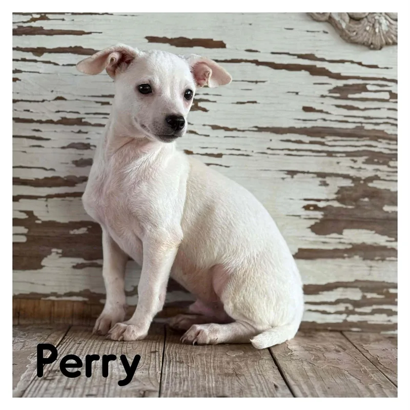 Perry Rogers thumbnail 2