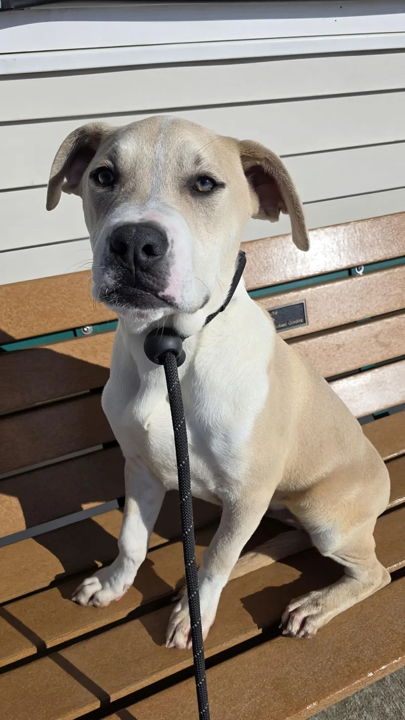 Tifton Dixon thumbnail 2