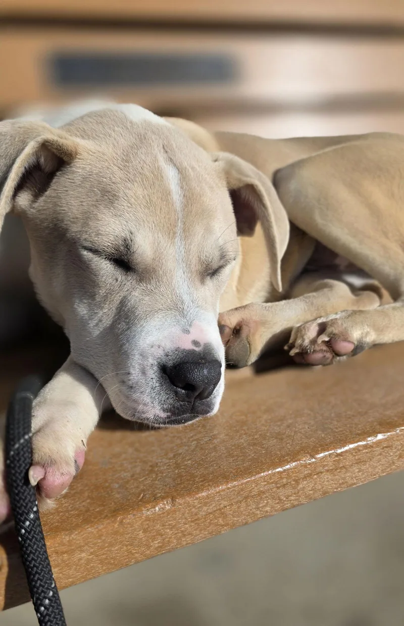 Tifton Dixon thumbnail 3