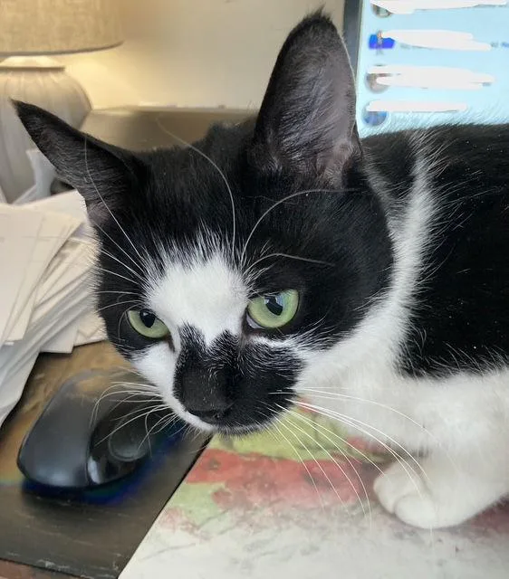 Rori Rps thumbnail 3