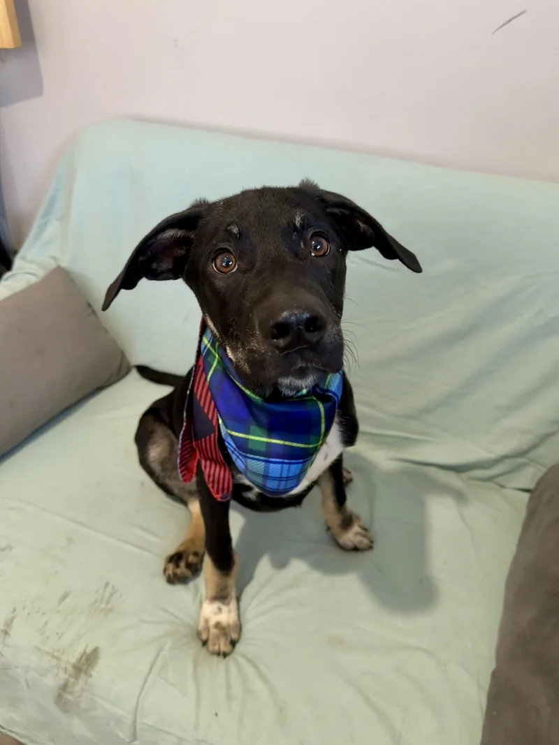 Sincere Dixon thumbnail 2