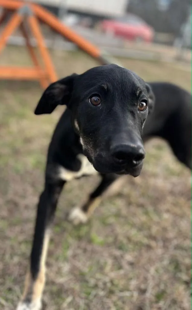 Sincere Dixon thumbnail 3