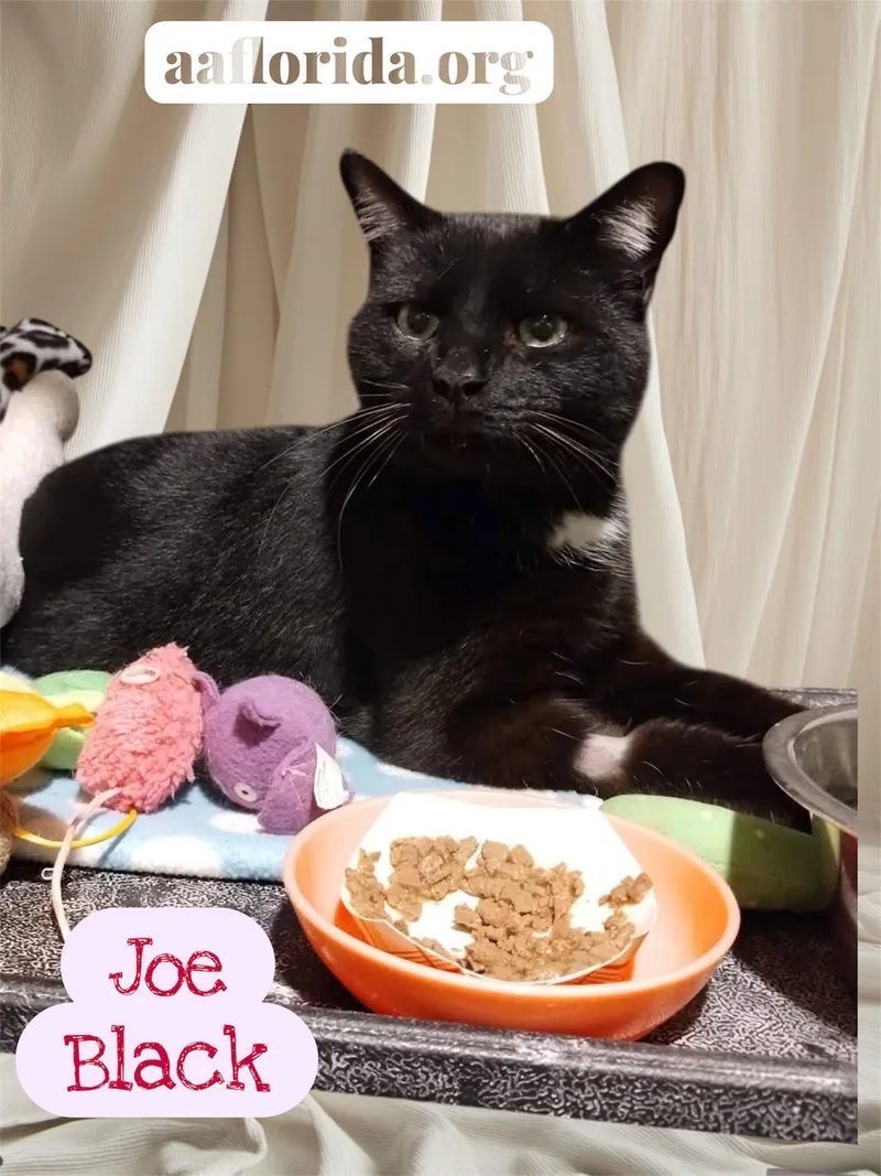 Meet Joe Black thumbnail 2