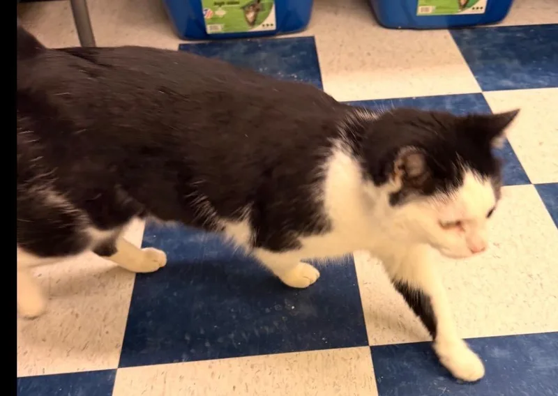 Mr. Magoo thumbnail 2