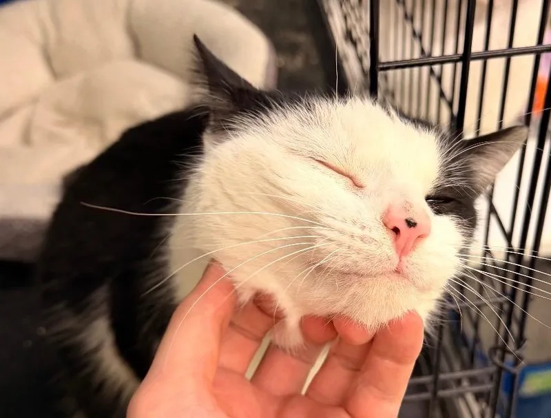 Mr. Magoo thumbnail 3