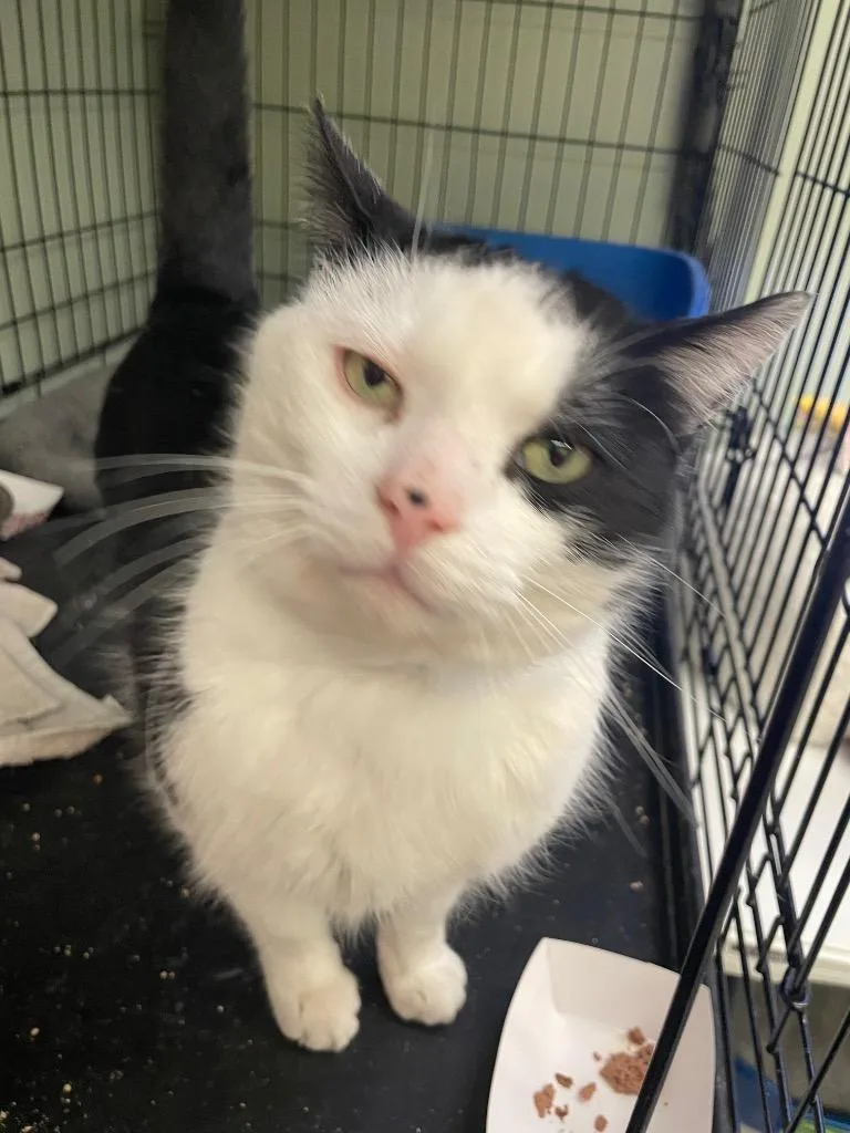 Mr. Magoo thumbnail 4