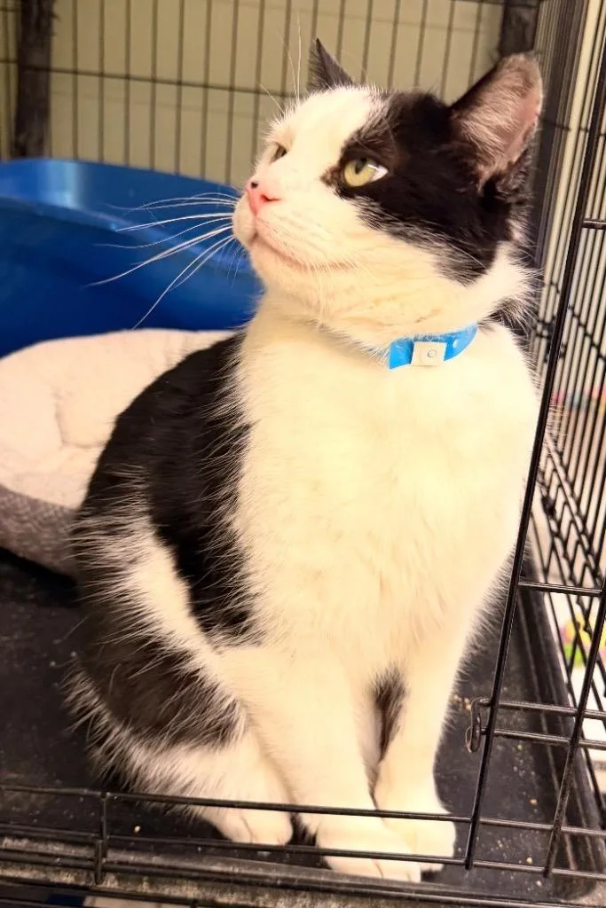 Mr. Magoo thumbnail 5