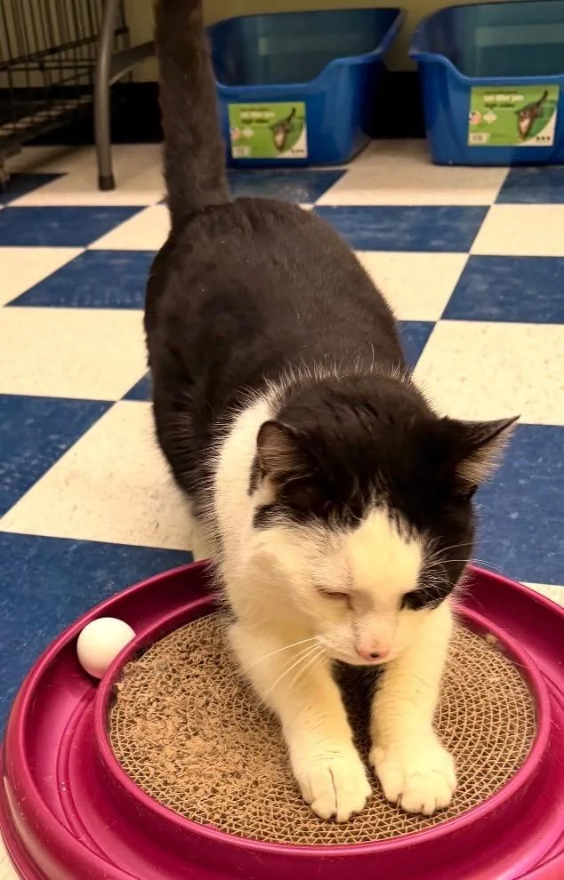 Mr. Magoo thumbnail 6