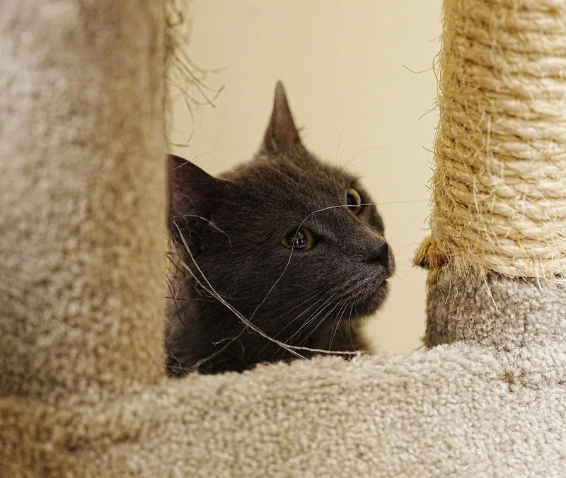 Charlie Lion thumbnail 2