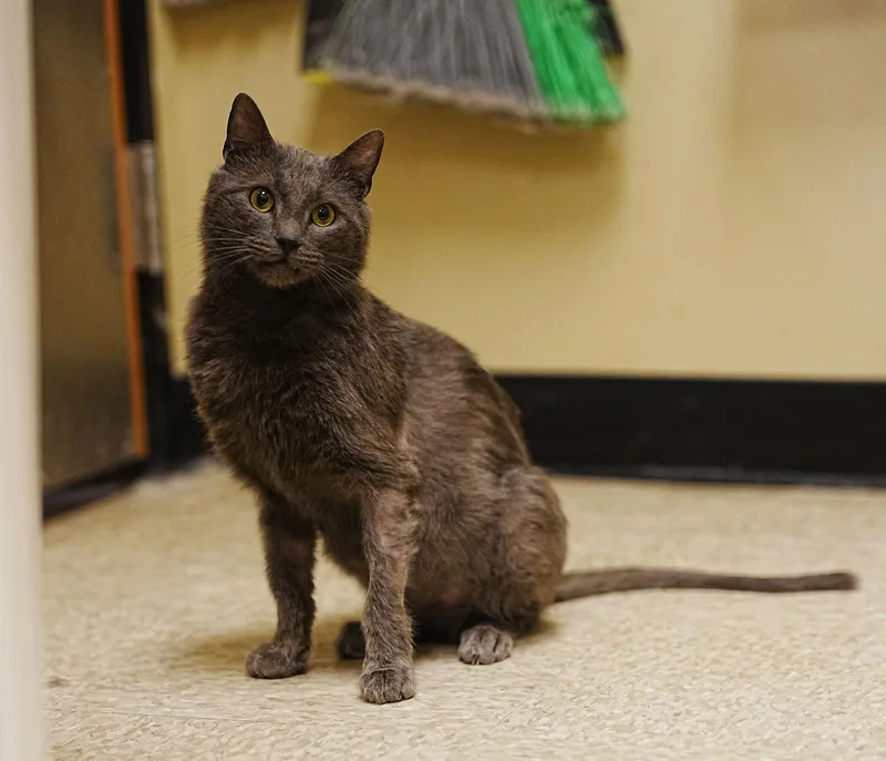 Charlie Lion thumbnail 3