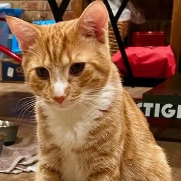 An adult medium-sized male Tabby (Orange / Red) Domestic Short Hair cat named Cheeto for adoption in Johnson City, TN