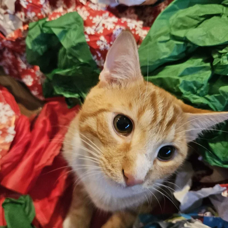 Cheeto thumbnail 2