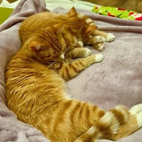 Cheeto thumbnail 3