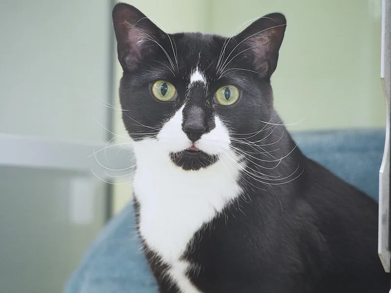 Master Shifu thumbnail 2